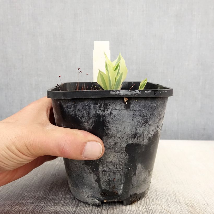 Hosta Yellow Polka Dot Bikini Vaso da 1,5L/2L esemplare consegnato in primavera