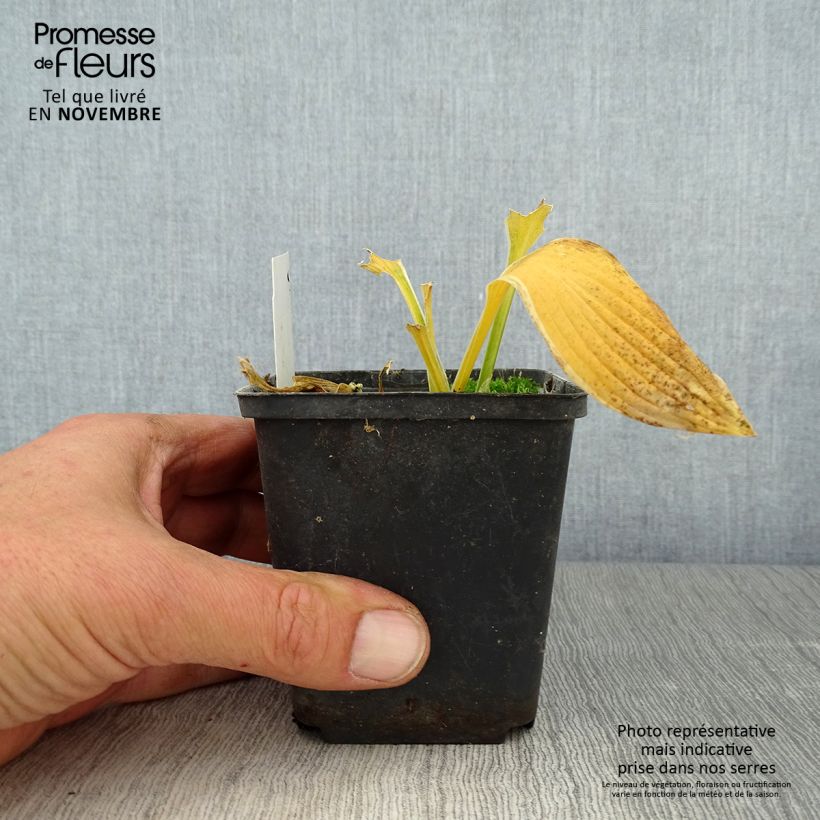 Esemplare di Hosta yellow splash rim Vasetto da 8/9 cm come consegnato in autunno