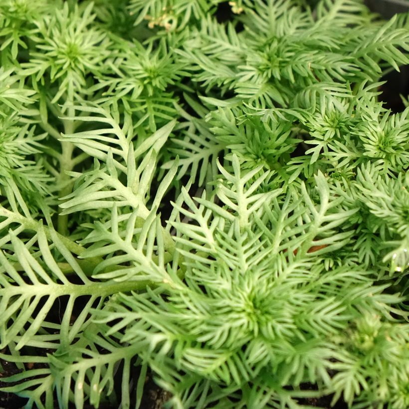 Hottonia palustris - Fertro (Fogliame)