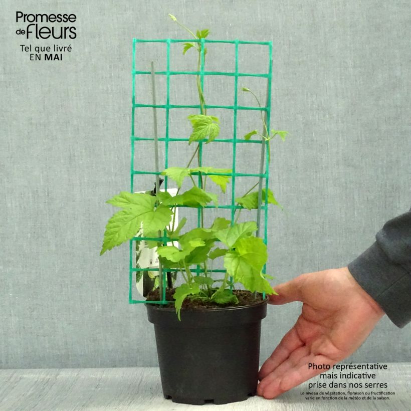 Luppolo HOPS - Humulus lupulus Vaso da 1,5L/2L esemplare consegnato in primavera