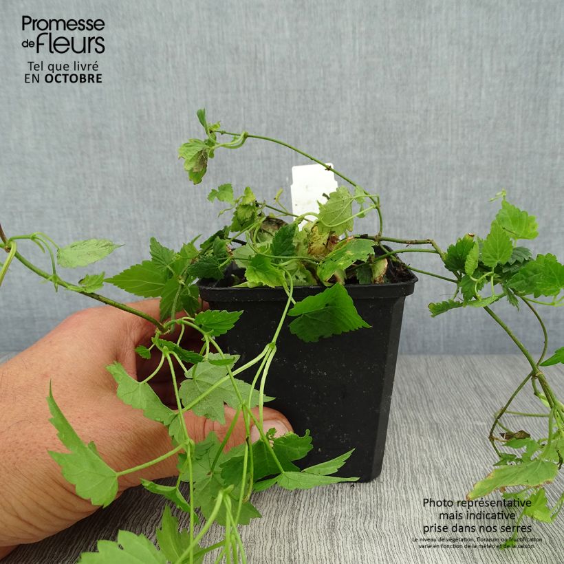 Esemplare di Luppolo - Humulus lupulus Vasetto da 8/9 cm come consegnato in autunno