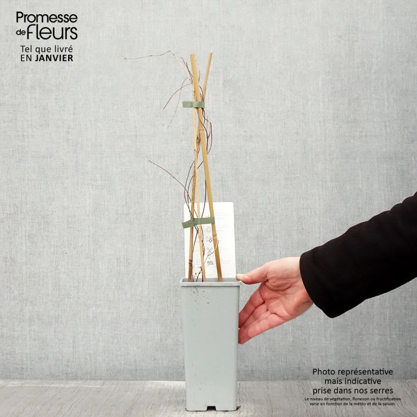 Luppolo Hallertauer Tradition - Humulus lupulus Vaso da 1,5L/2L esemplare consegnato in inverno