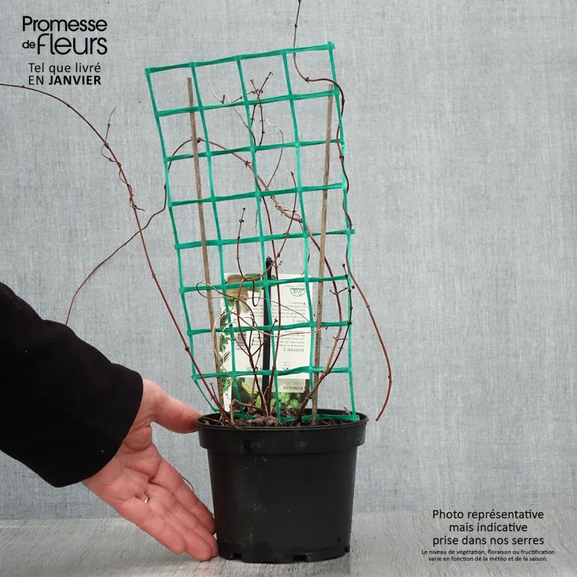 Luppolo Hersbrucker - Humulus lupulus Vaso da 1,5L/2L esemplare consegnato in inverno