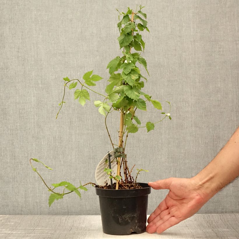 Esemplare di Luppolo Prima Donna - Humulus lupulus Vaso da 1,5L/2L consegnato in estate