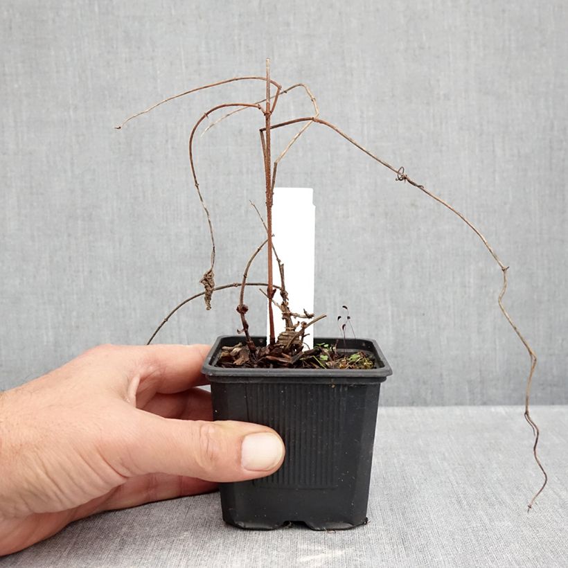 Esemplare di Luppolo Jupiter - Humulus lupulus Vasetto da 7/8 cm come consegnato in autunno