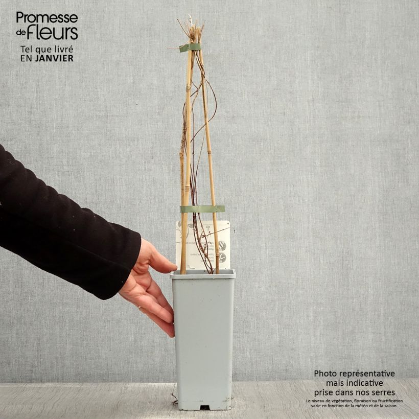 Luppolo Pure - Humulus lupulus Vaso da 1,5L/2L esemplare consegnato in inverno