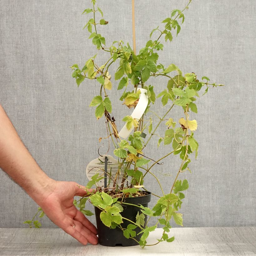 Esemplare di Humulus lupulus Magnum - Luppolo Vaso da 1,5L/2L consegnato in estate