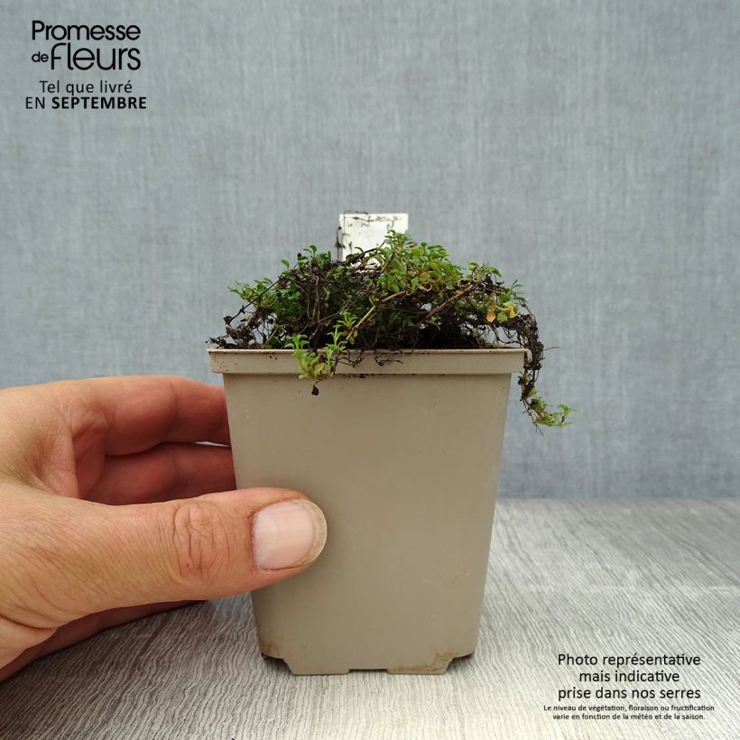 Esemplare di Houstonia caerulea Millard's Variety Vasetto da 8/9 cm come consegnato in autunno