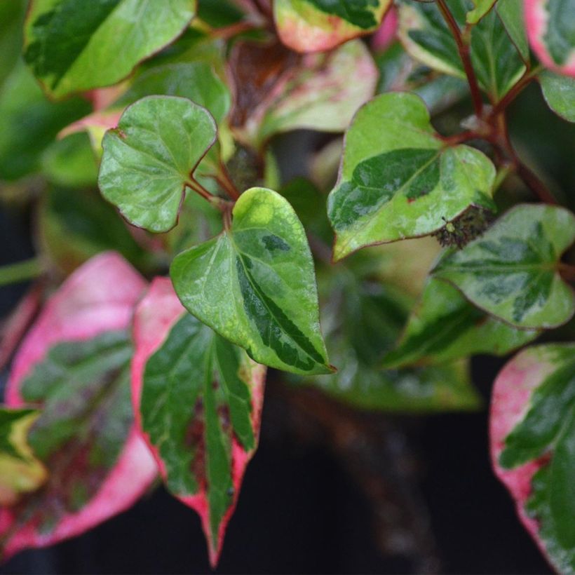 Houttuynia cordata Chameleon - Pianta camaleonte (Fogliame)