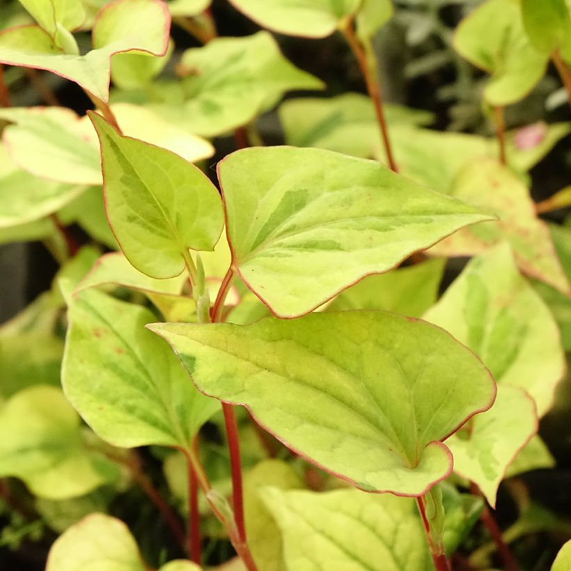 Houttuynia cordata - Pianta camaleonte (Fogliame)