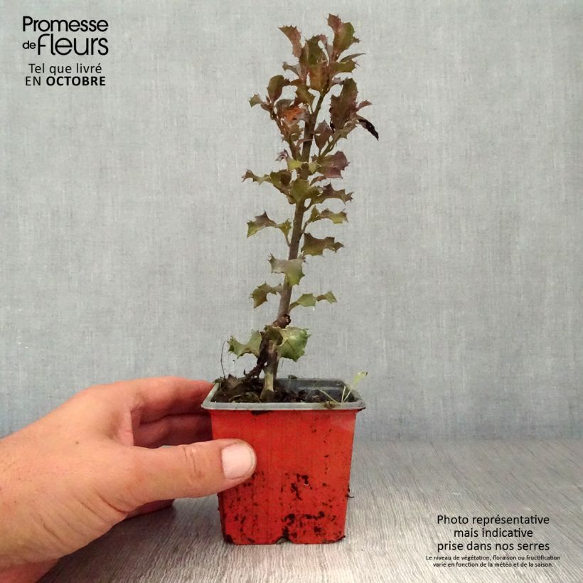 Esemplare di Ilex meserveae Blue Angel - Agrifoglio Vasetto da 8/9 cm come consegnato in autunno
