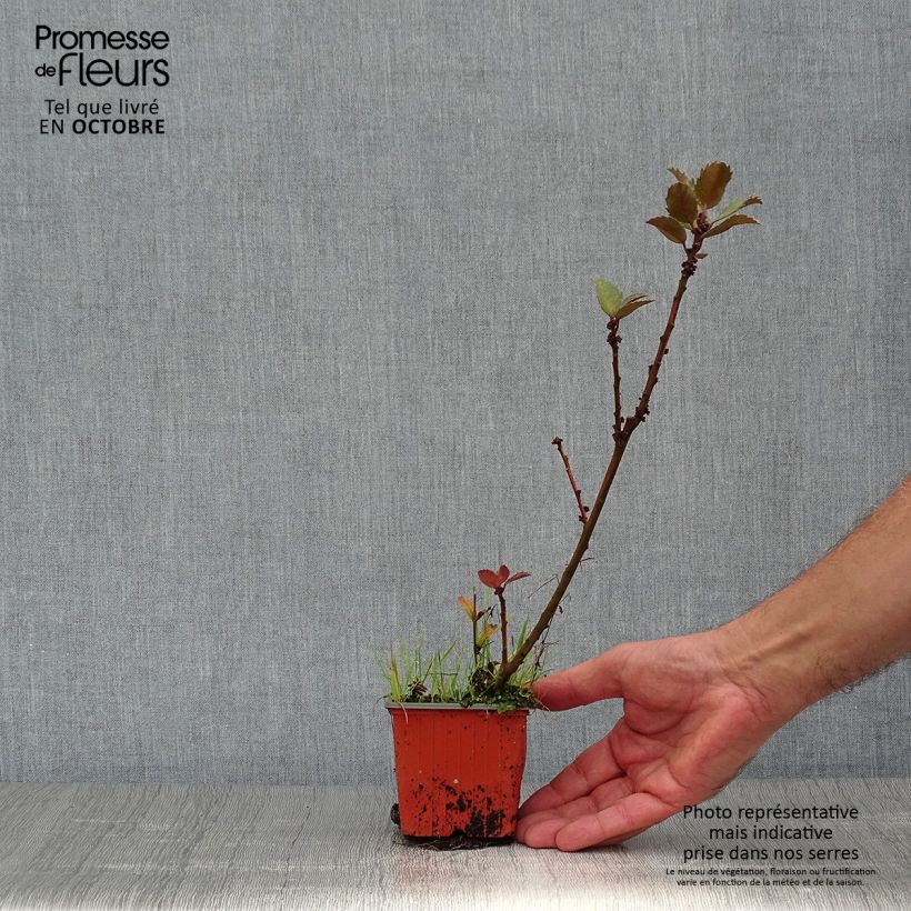 Esemplare di Ilex meserveae Blue Prince - Agrifoglio Vasetto da 8/9 cm come consegnato in autunno