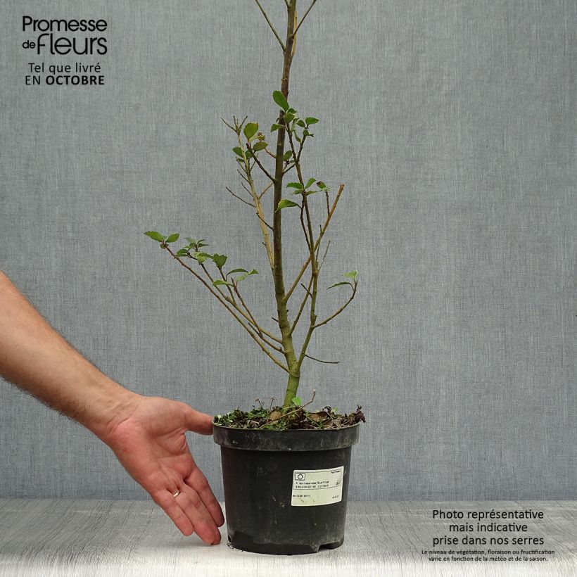 Esemplare di Ilex meserveae Blue Prince - Agrifoglio Vaso da 2L/3L come consegnato in autunno