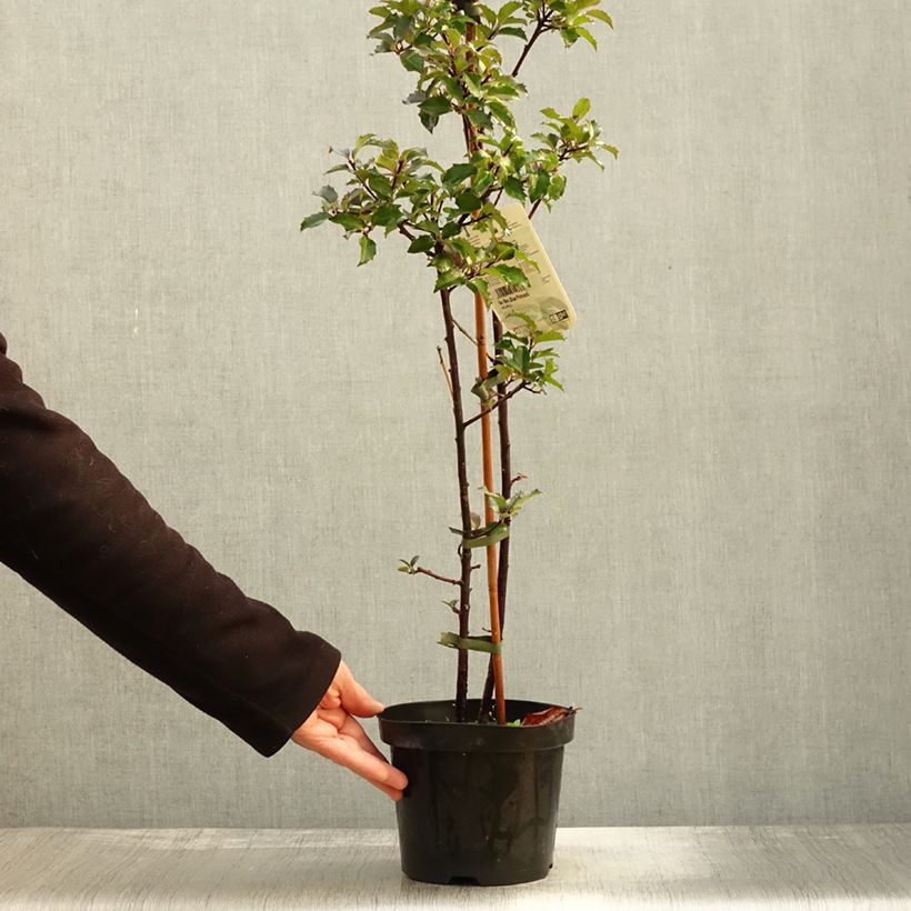 Esemplare di Ilex meserveae Blue princess - Agrifoglio Vaso da 2L/3L come consegnato in autunno