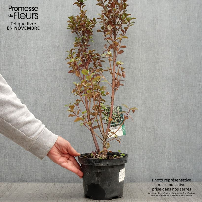 Esemplare di Ilex meserveae Heckenstar - Agrifoglio Vaso da 2L/3L come consegnato in autunno