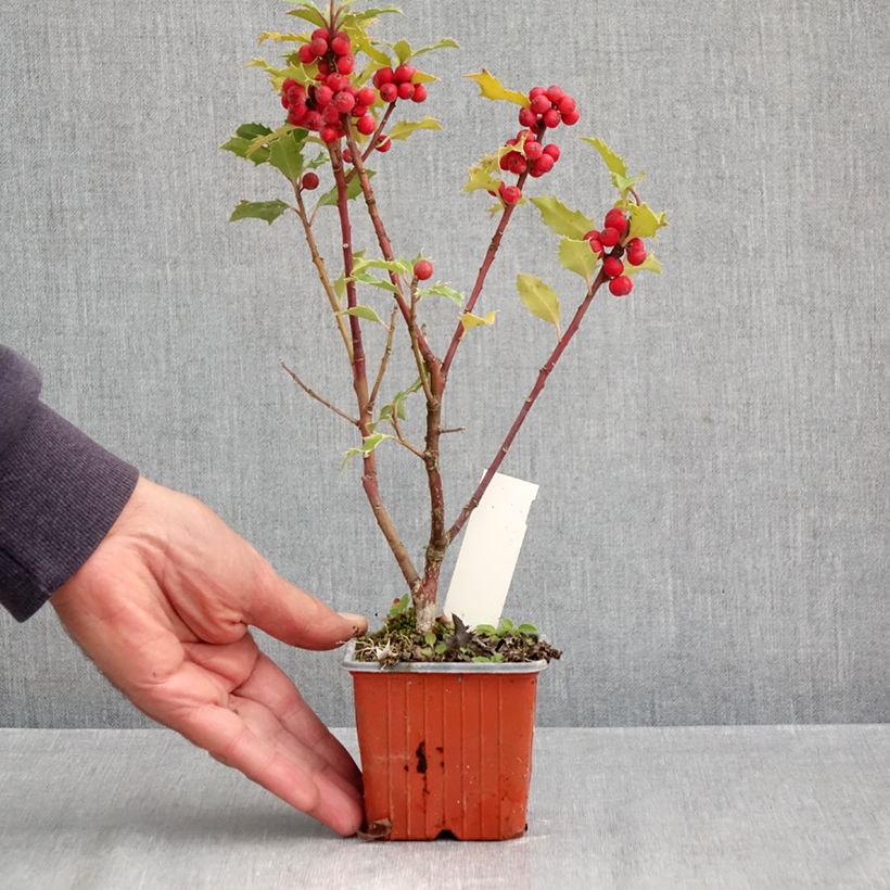 Esemplare di Ilex meserveae Magical Amoro Rosso - Agrifoglio Vasetto da 8/9 cm come consegnato in autunno