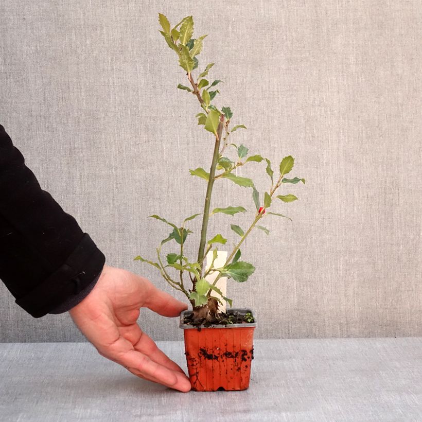 Ilex meserveae Magical Amoro Rosso - Agrifoglio Vasetto da 8/9 cm esemplare consegnato in inverno