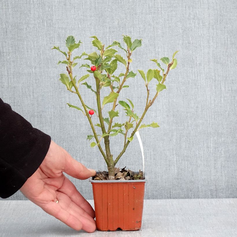 Ilex meserveae Magical Amoro Rosso - Agrifoglio Vasetto da 8/9 cm esemplare consegnato in primavera