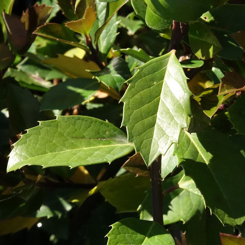Ilex meserveae Heckenblau - Agrifoglio (Fogliame)