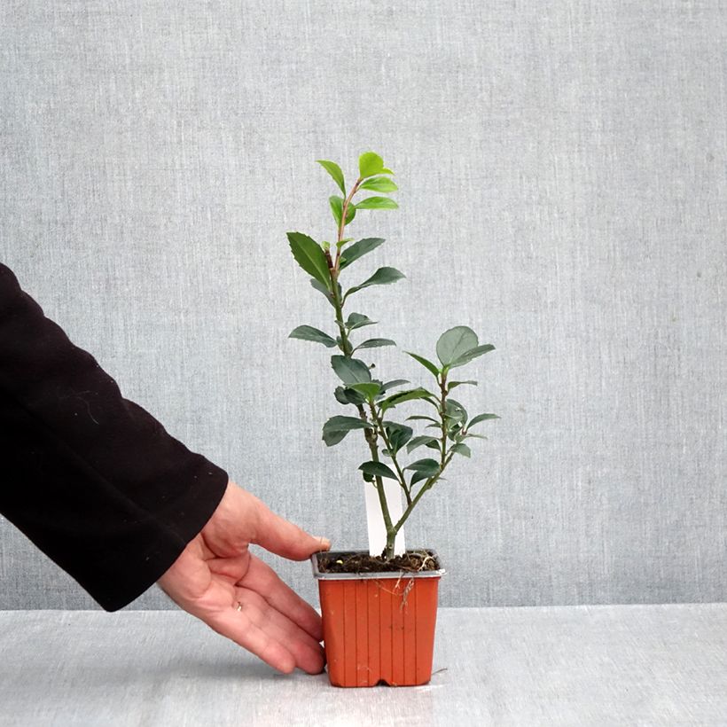 Esemplare di Ilex meserveae Heckenblau - Agrifoglio Vasetto da 8/9 cm come consegnato in autunno