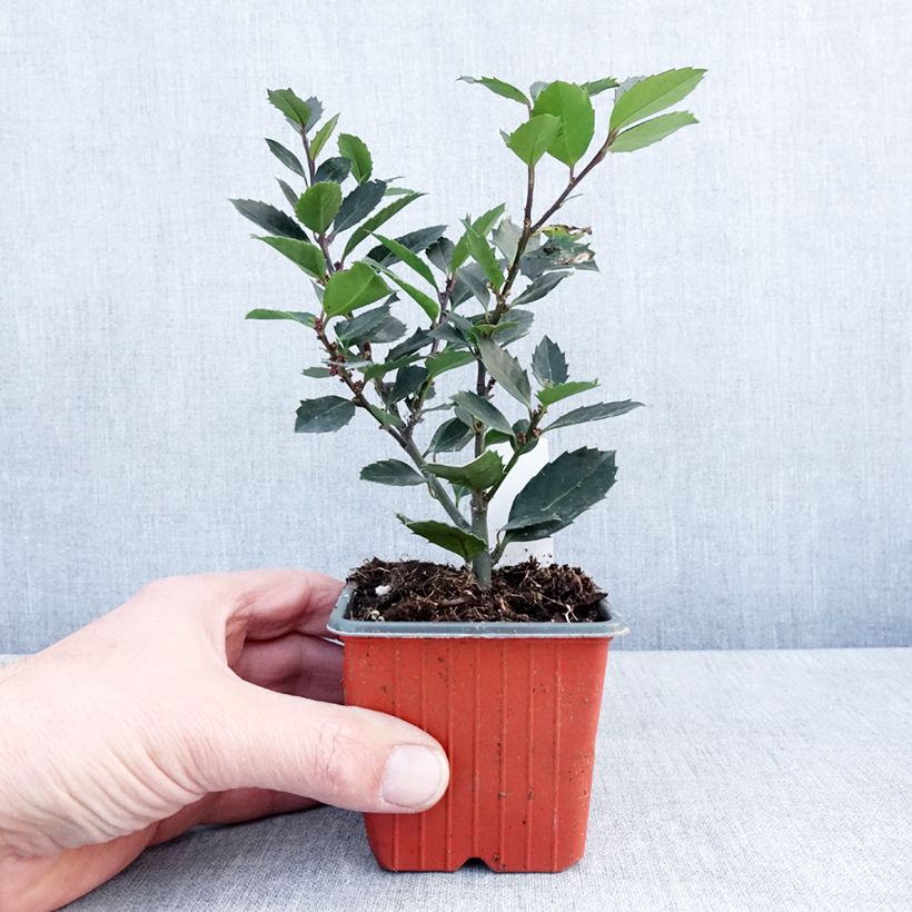 Ilex meserveae Heckenblau - Agrifoglio Vasetto da 8/9 cm esemplare consegnato in inverno