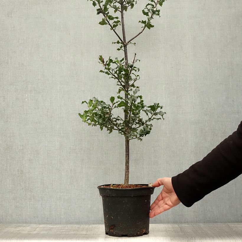 Esemplare di Ilex aquifolium - Agrifoglio Vaso da 7,5L/10L come consegnato in autunno