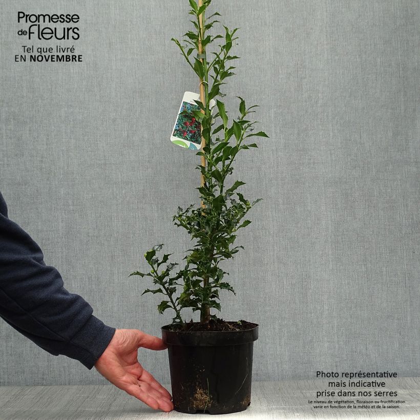 Esemplare di Ilex aquifolium Alaska - Agrifoglio Vaso da 2L/3L come consegnato in autunno