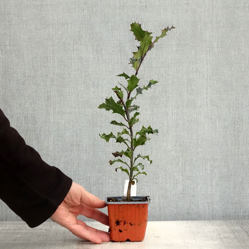 Esemplare di Ilex aquifolium - Agrifoglio Vasetto da 8/9 cm come consegnato in autunno