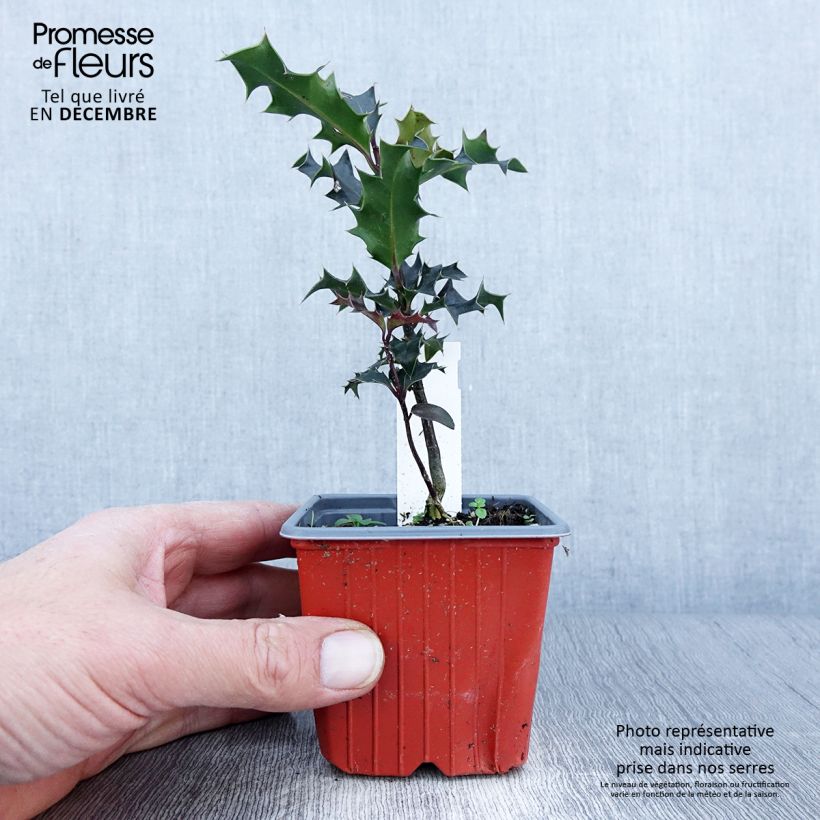 Esemplare di Ilex aquifolium JC Van Tol - Agrifoglio Vasetto da 8/9 cm come consegnato in autunno