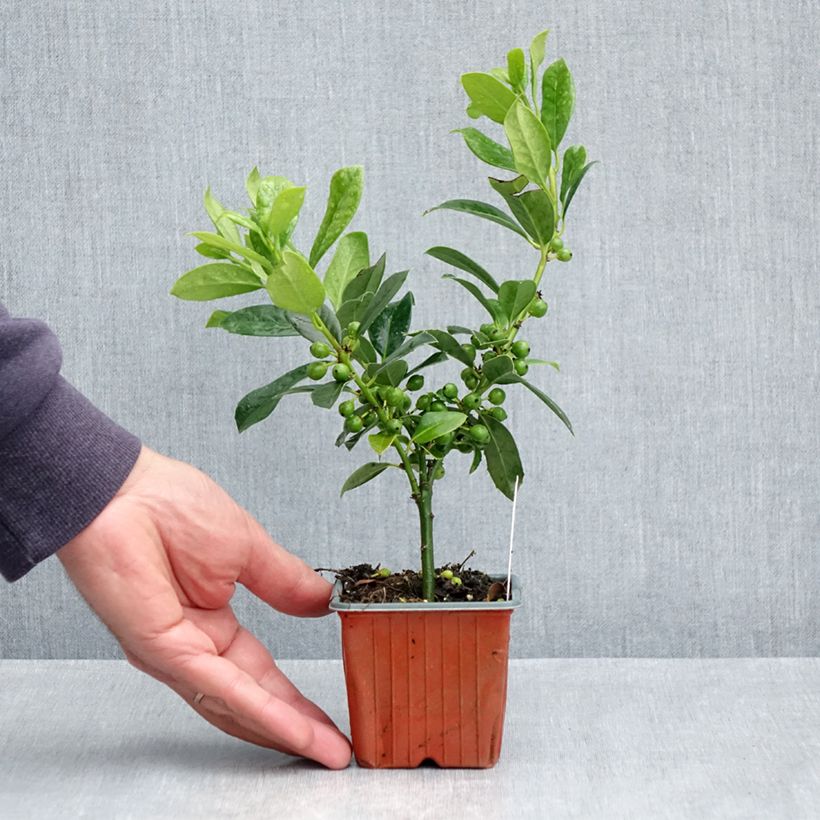 Ilex aquifolium JC Van Tol - Agrifoglio Vasetto da 8/9 cm esemplare consegnato in primavera