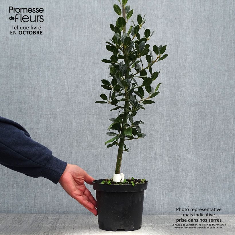 Esemplare di Ilex aquifolium JC Van Tol - Agrifoglio Vaso da 2L/3L come consegnato in autunno