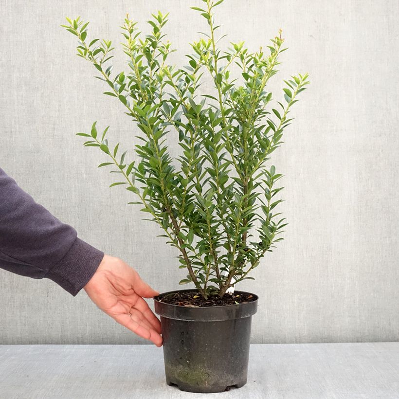 Ilex crenata Blondie - Agrifoglio giapponese Vaso da 2L/3L esemplare consegnato in primavera