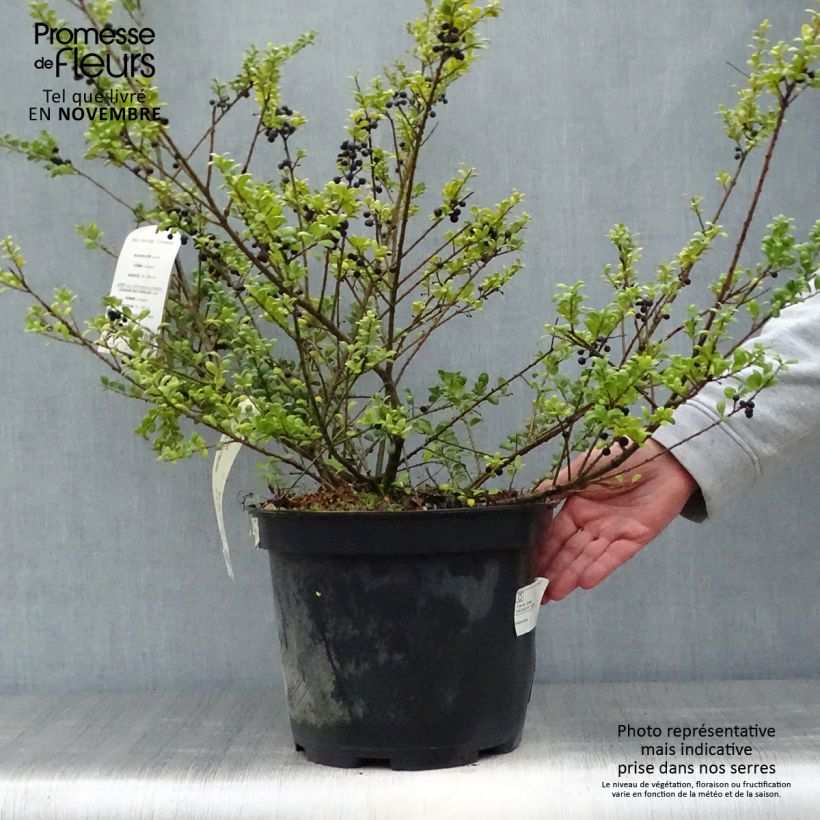 Esemplare di Ilex crenata Convexa - Agrifoglio giapponese Vaso da 7,5L/10L come consegnato in autunno