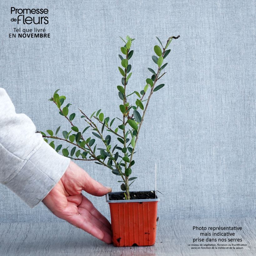 Esemplare di Ilex crenata Convexa - Agrifoglio giapponese Vasetto da 8/9 cm come consegnato in autunno