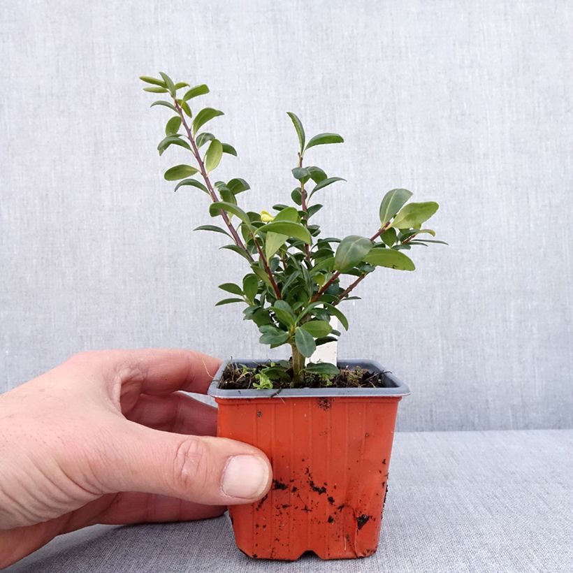 Ilex crenata Convexa - Agrifoglio giapponese Vasetto da 8/9 cm esemplare consegnato in inverno