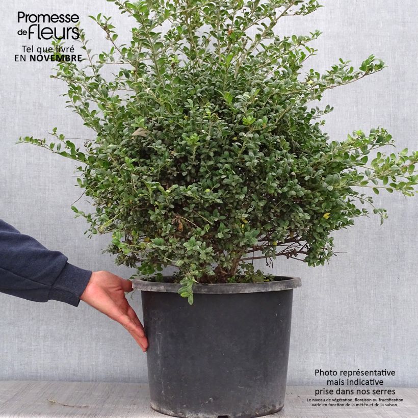 Esemplare di Ilex crenata Convexa (palla) - Agrifoglio giapponese Vaso da 7,5L/10L come consegnato in autunno
