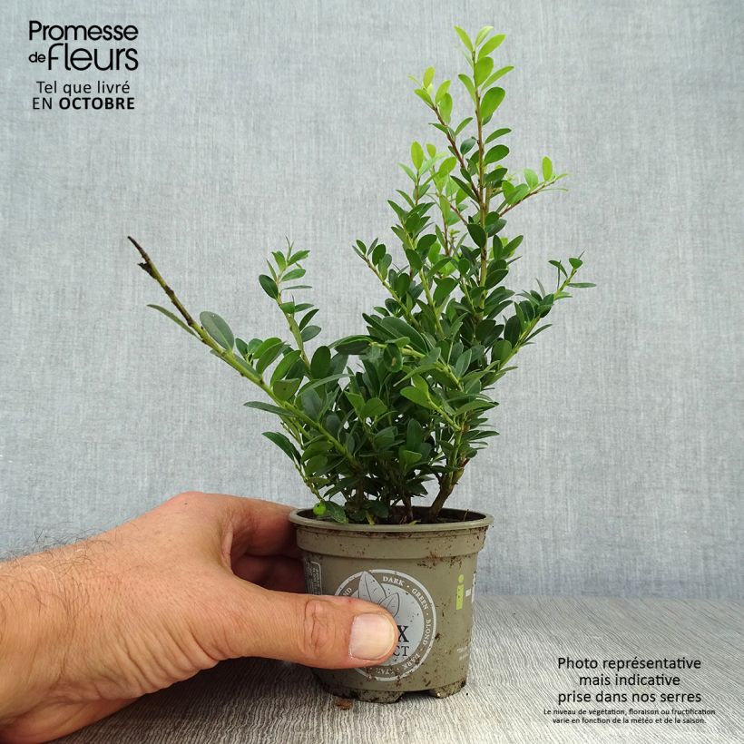 Esemplare di Ilex crenata Dark Green - Agrifoglio giapponese Vasetto da 8/9 cm come consegnato in autunno