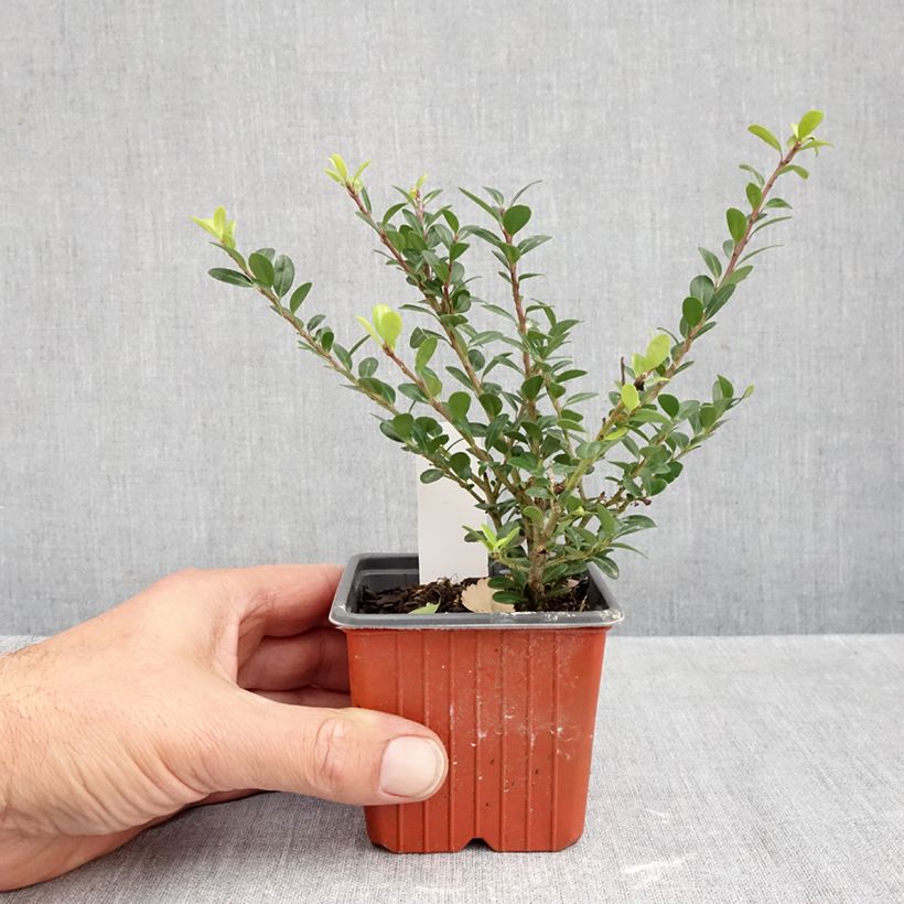 Esemplare di Ilex crenata Glory Gem - Agrifoglio giapponese Vasetto da 8/9 cm come consegnato in autunno