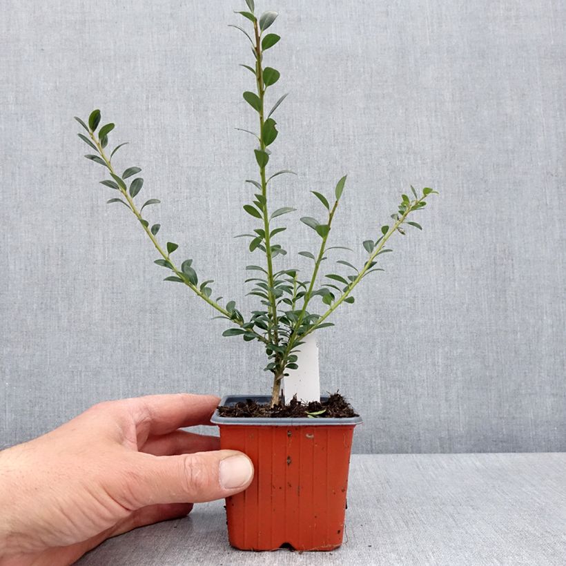 Ilex crenata Glory Gem - Agrifoglio giapponese Vasetto da 8/9 cm esemplare consegnato in primavera