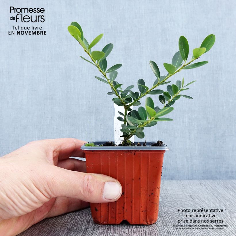 Esemplare di Ilex crenata Green Hedge - Agrifoglio giapponese Vasetto da 8/9 cm come consegnato in autunno