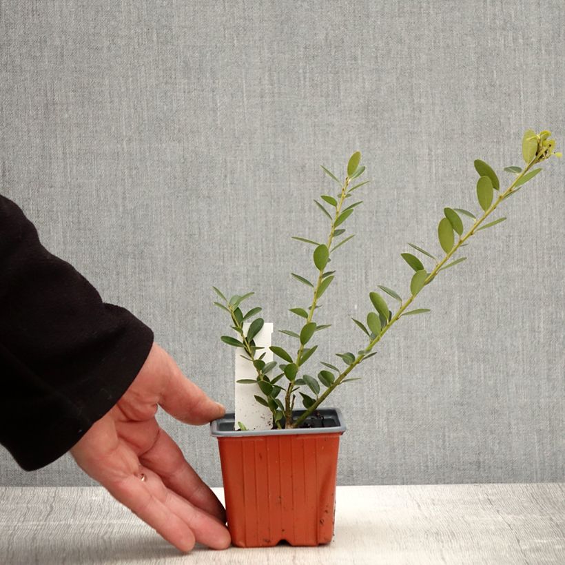 Ilex crenata Green Hedge - Agrifoglio giapponese Vasetto da 8/9 cm esemplare consegnato in primavera