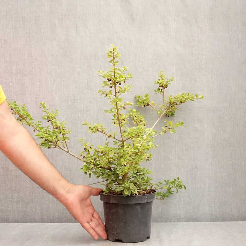 Esemplare di Ilex crenata Green Lustre - Agrifoglio giapponese Vaso da 2L/3L consegnato in estate
