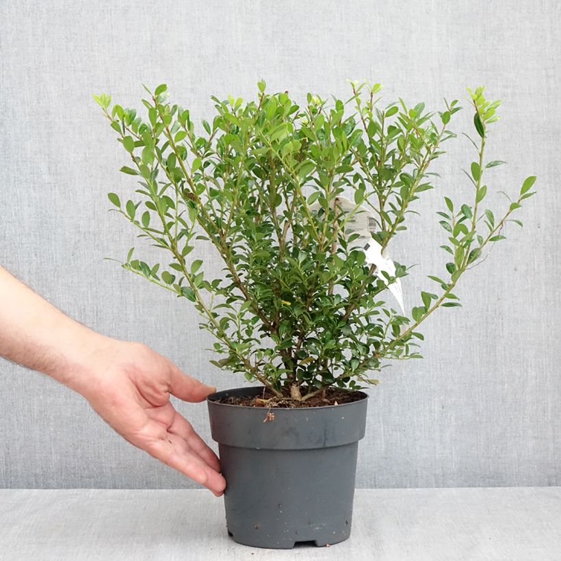 Esemplare di Ilex crenata Luxus Hedge - Agrifoglio giapponese Vaso da 2L/3L come consegnato in autunno