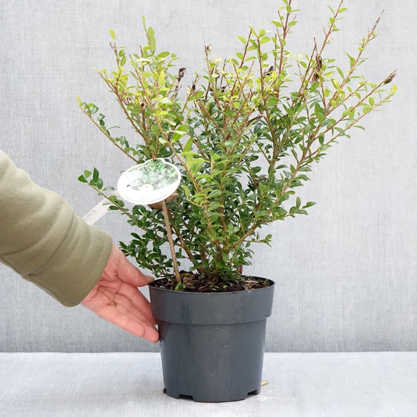 Ilex crenata Luxus Hedge - Agrifoglio giapponese Vaso da 2L/3L esemplare consegnato in inverno