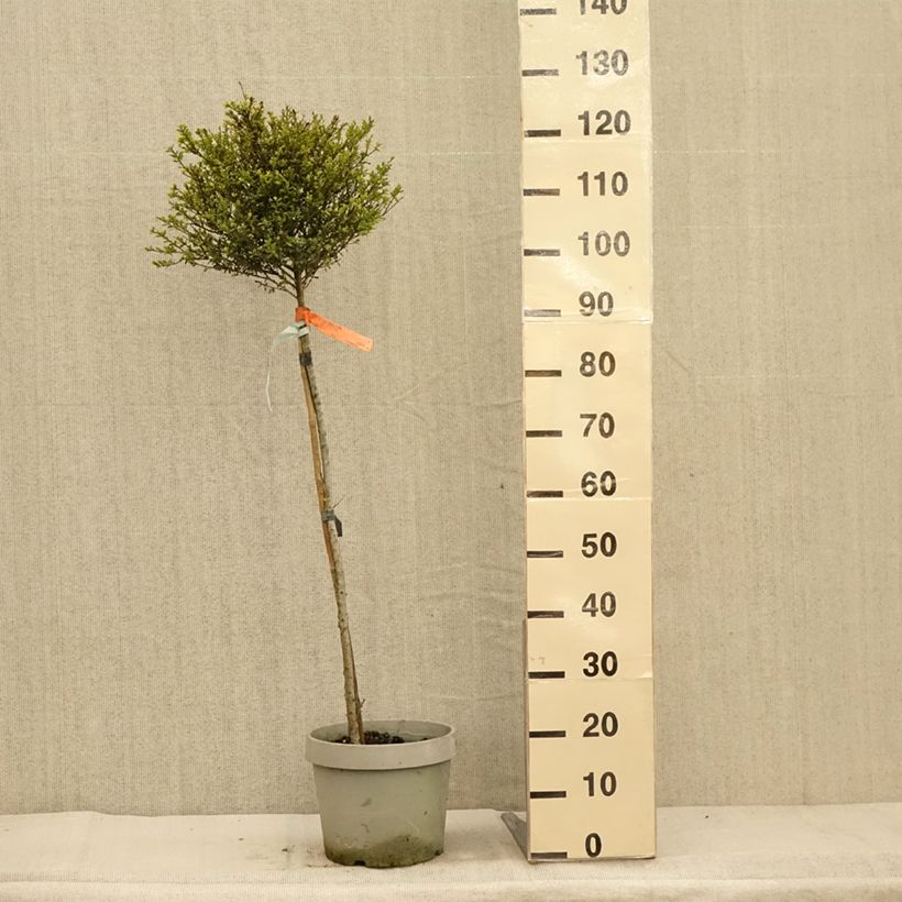 Esemplare di Ilex crenata Kinme - Agrifoglio giapponese Vaso da 7,5L/10L come consegnato in autunno