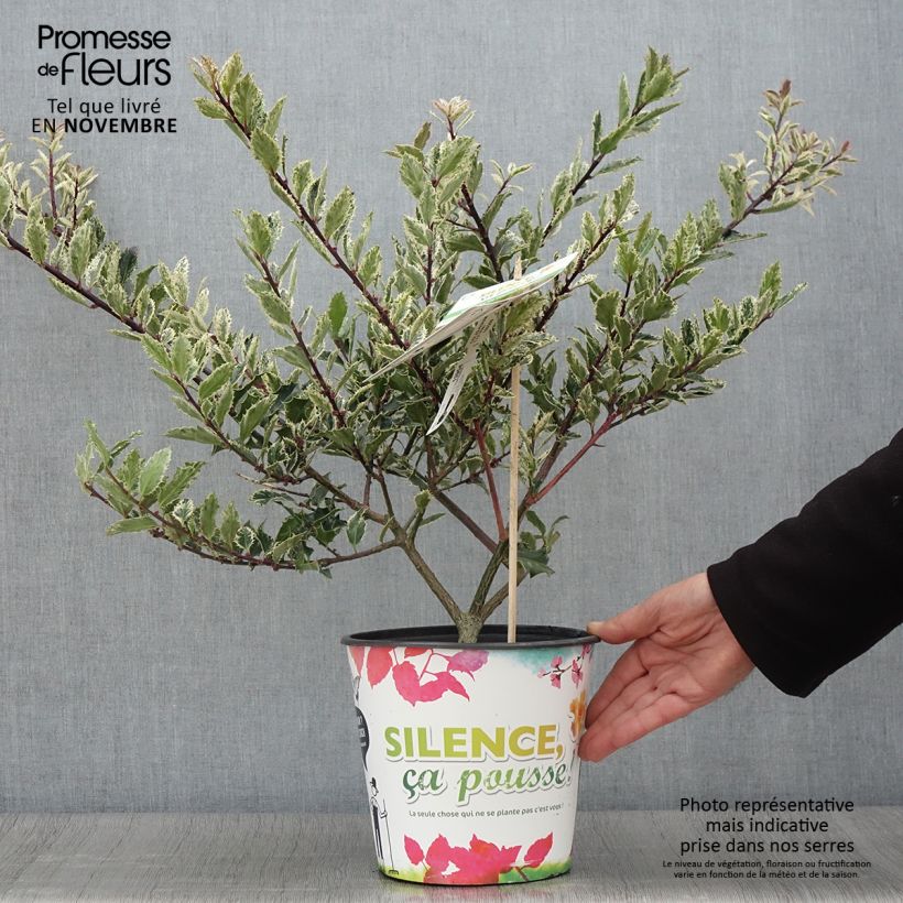 Esemplare di Ilex aquifolium Ingramii - Agrifoglio variegato Vaso da 2L/3L come consegnato in autunno