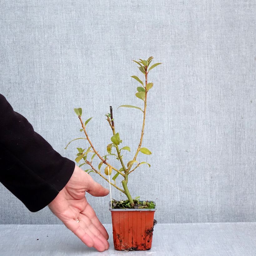 Esemplare di Ilex meserveae Heckenpracht - Agrifoglio Vasetto da 8/9 cm come consegnato in autunno