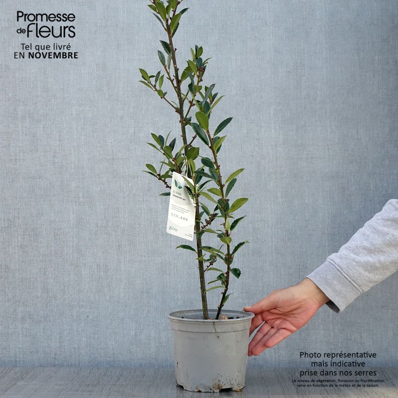 Esemplare di Ilex meserveae Heckenpracht - Agrifoglio Vaso da 2L/3L come consegnato in autunno