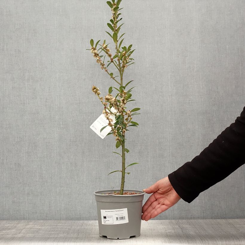 Ilex meserveae Heckenpracht - Agrifoglio Vaso da 2L/3L esemplare consegnato in primavera