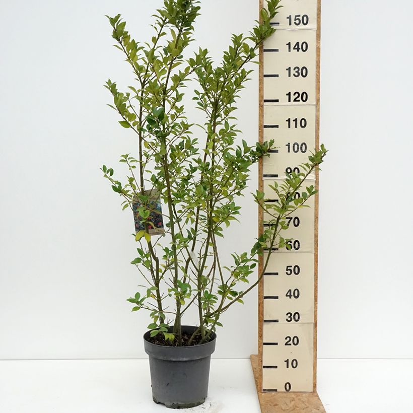 Esemplare di Ilex meserveae Mesid - Agrifoglio Vaso da 12L/15L consegnato in estate